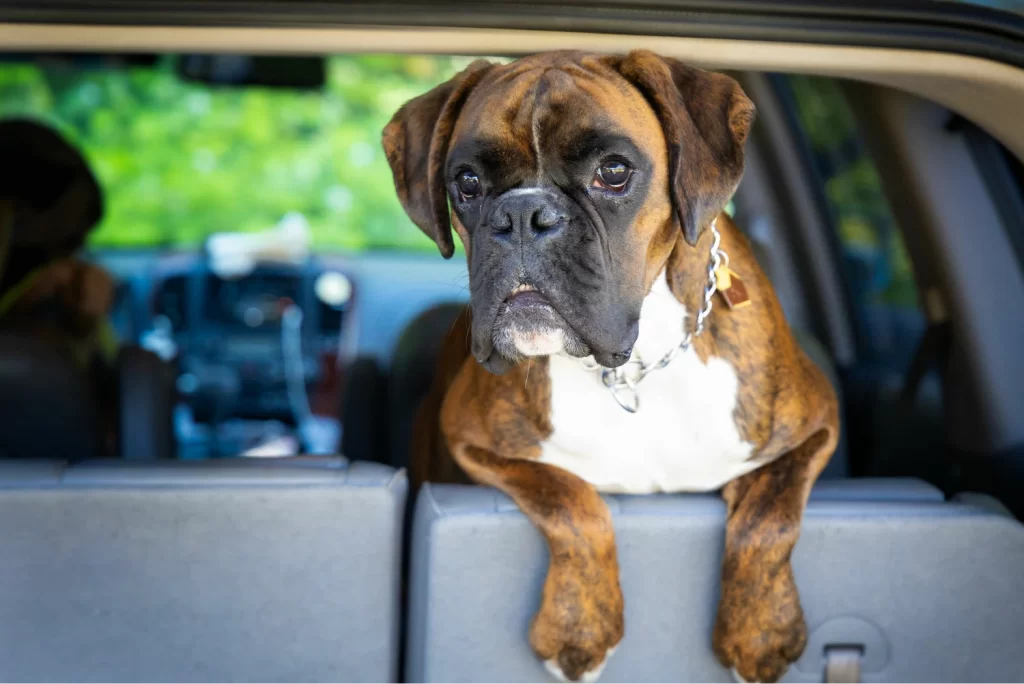 Honda Civic Back Seat Cover for Boxers