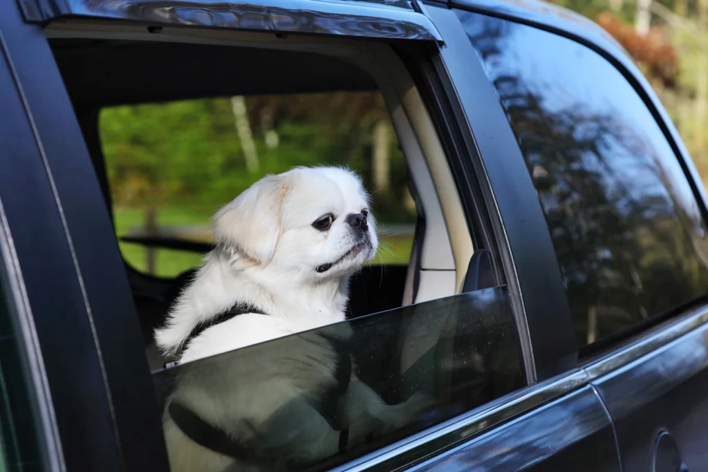 Tesla Model Y Dog Car Seat for Pekingese