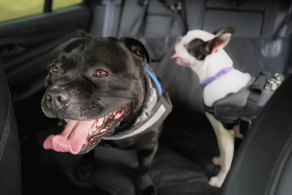 Ford F-Series Dog Car Seat for Staffordshire Bull Terriers