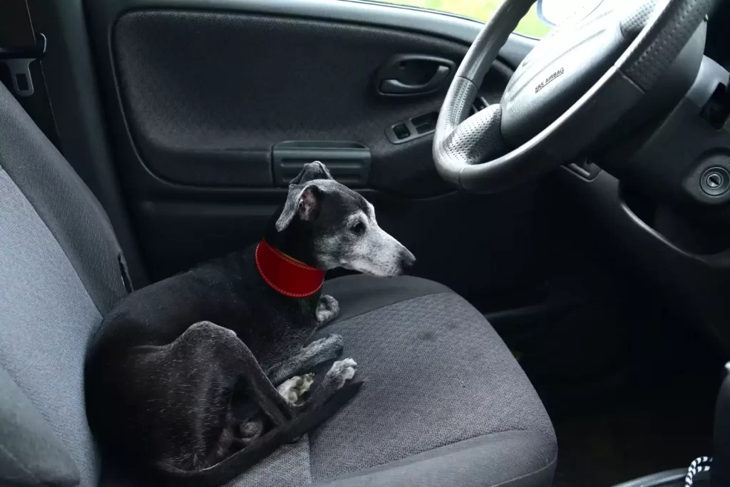 Acura RDX Dog Car Seat for Italian Greyhounds