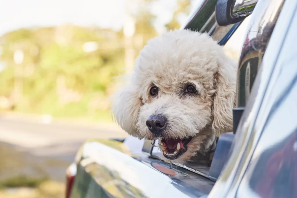 Ford Escape Back Seat Cover for Poodles