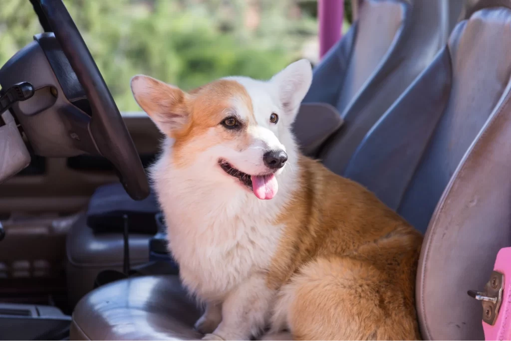 Toyota Sienna Dog Car Seat for Pembroke Welsh Corgis