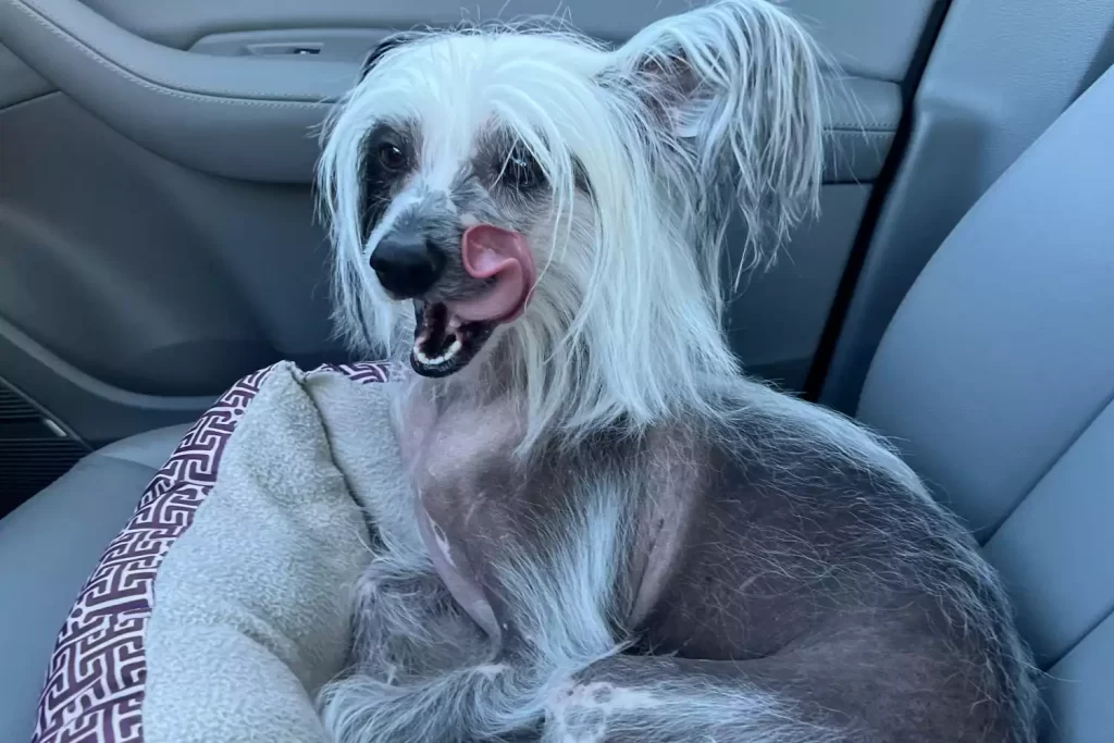 Honda Fit Dog Car Seat for Chinese Crested