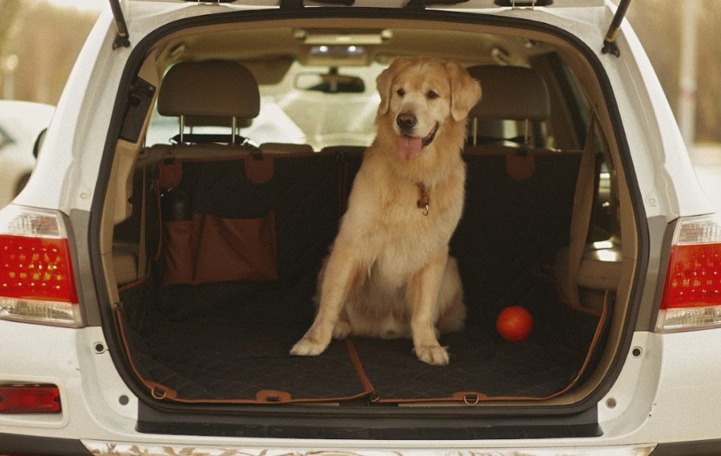 car dog cover