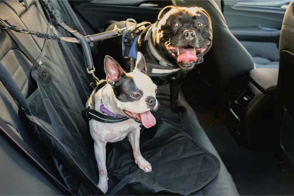 Toyota Camry Dog Safety Belt for Toy French Bulldog