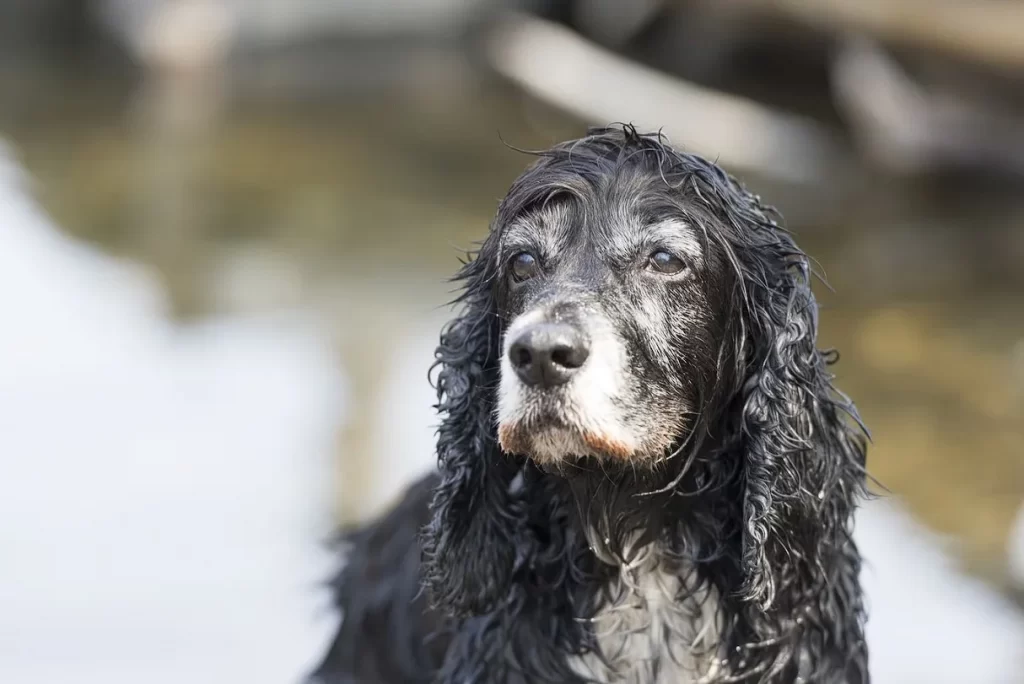 English Cocker Spaniel seat cover