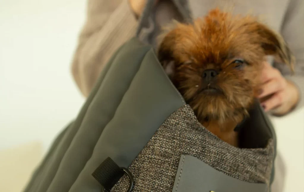 Brussels Griffon Dog Carrier Car Seat