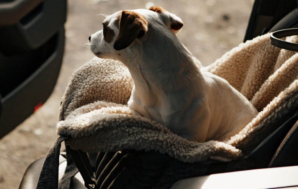 dog car seat