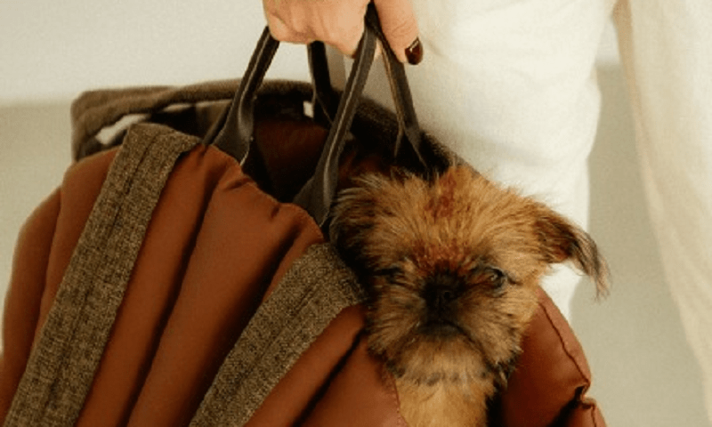 dog bag