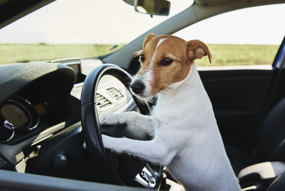 Pet Carpool Seat