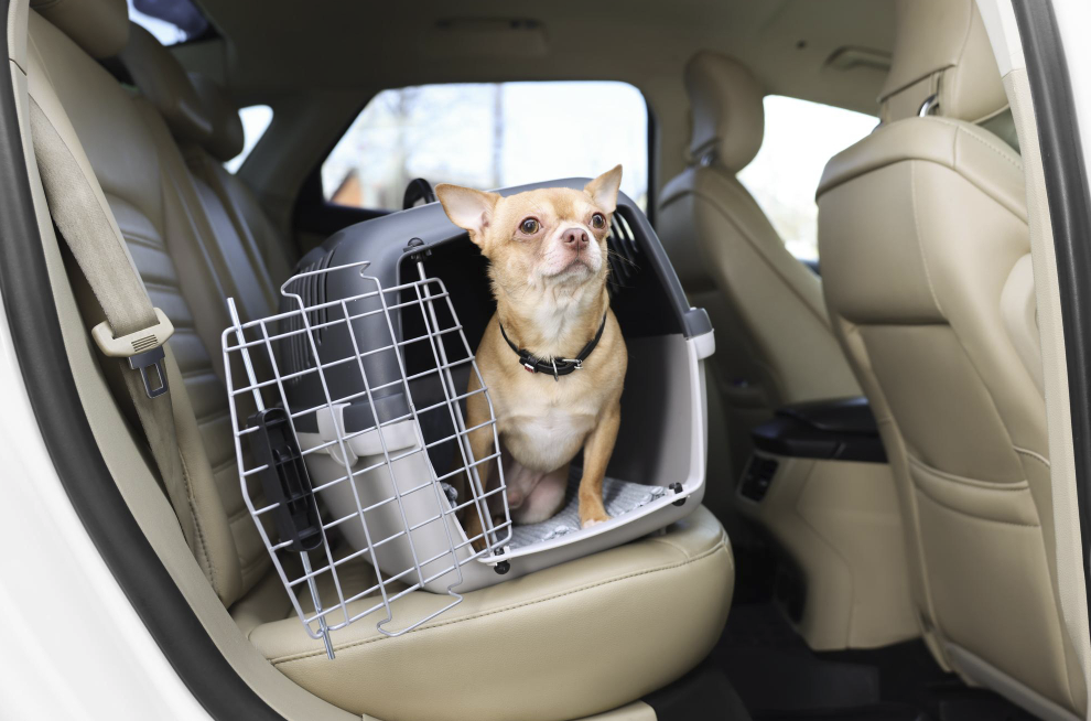 Chihuahua Car Seat