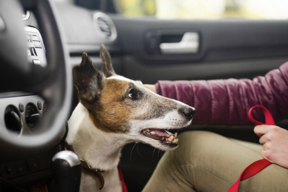 Luxury Dog Car Seats