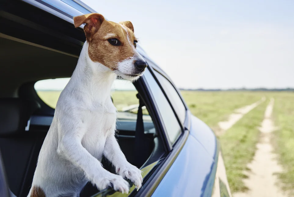 Dog Back Seat Carrier