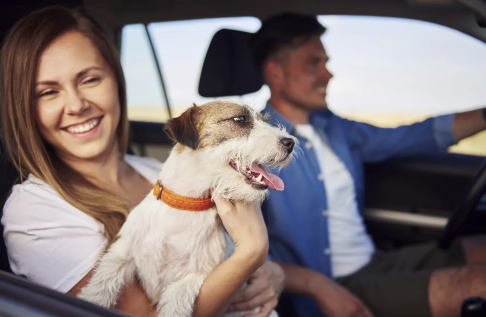 Dog Back Seat Carrier