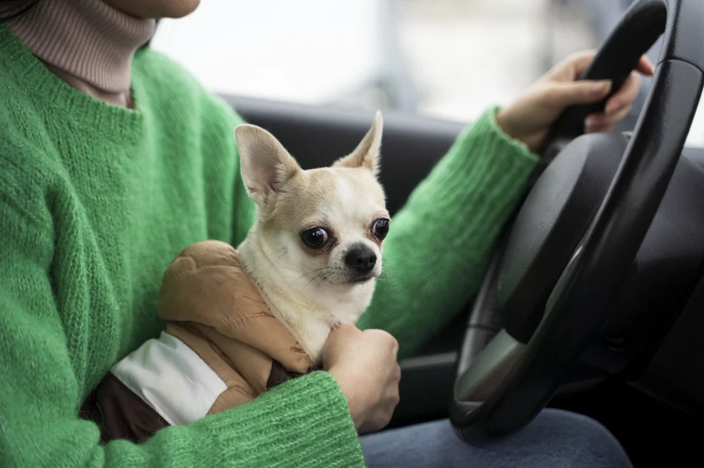 Toyota RAV4 Dog Car Seat for Chihuahuas