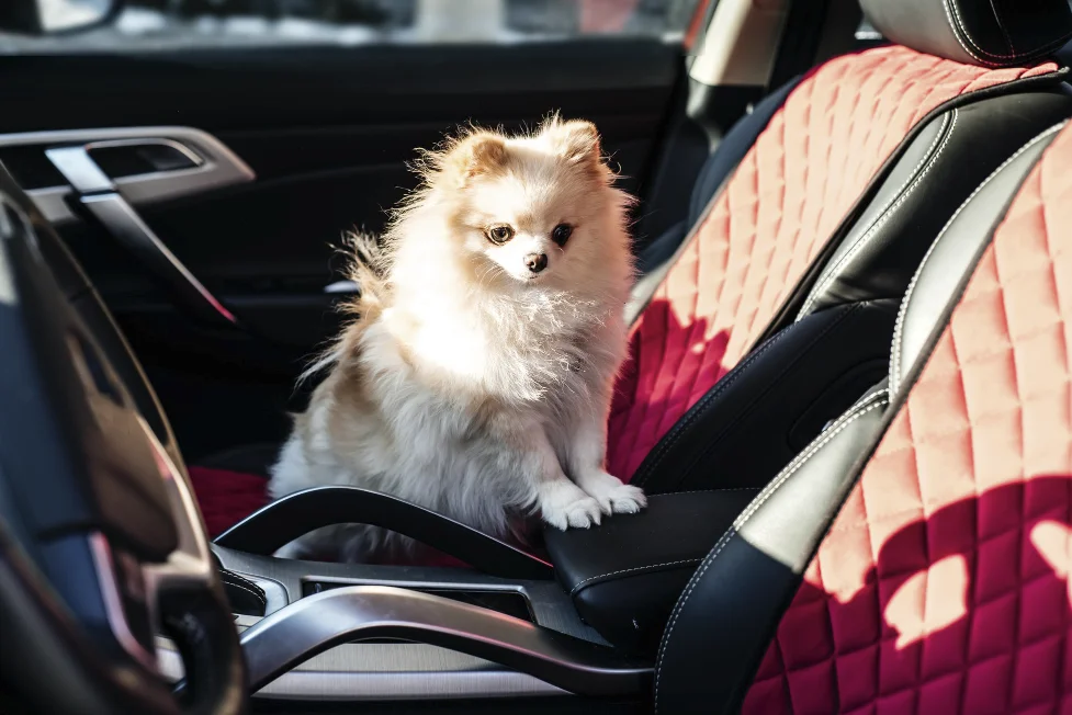 teacup dog purse