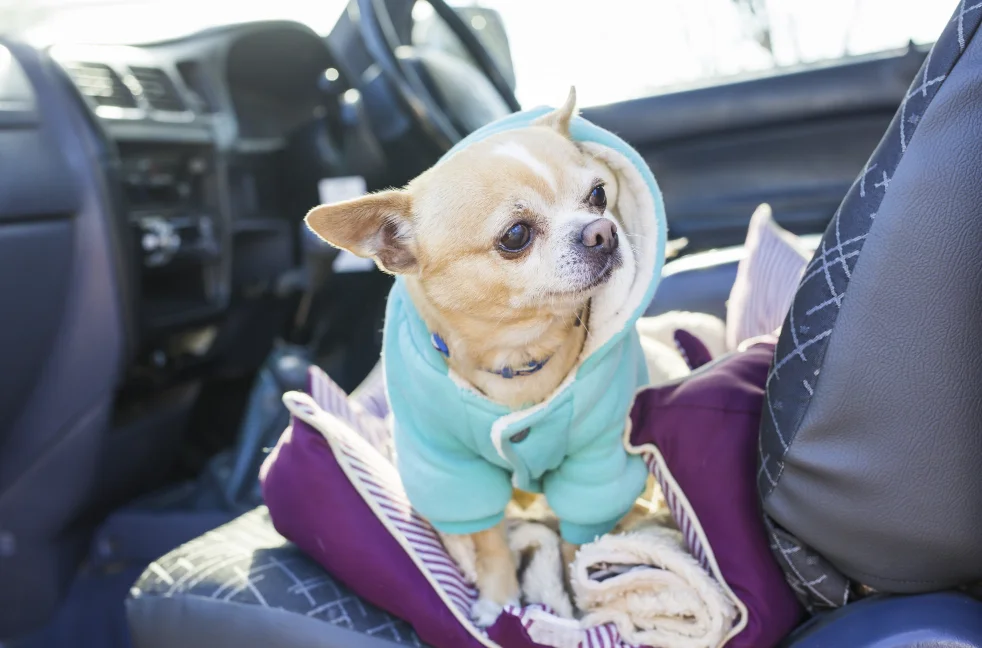Dog Carrier for Car Back Seat