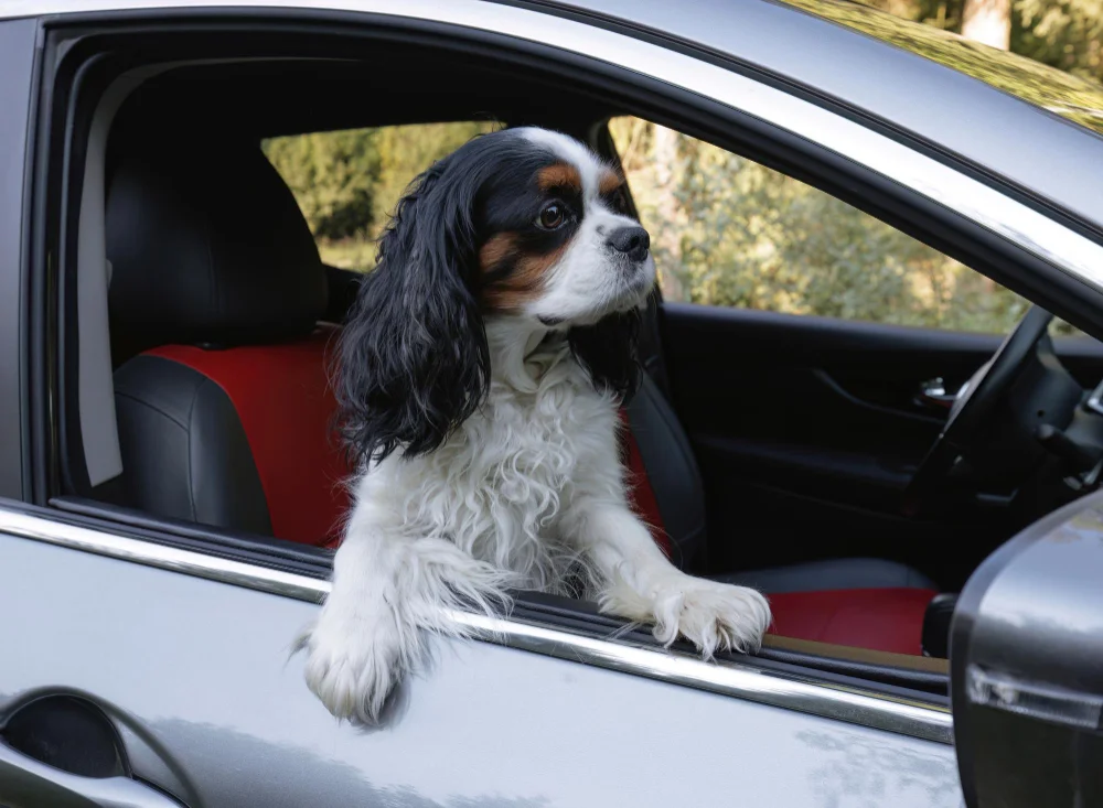 Honda CR-V Dog Car Seat for Cocker Spaniels