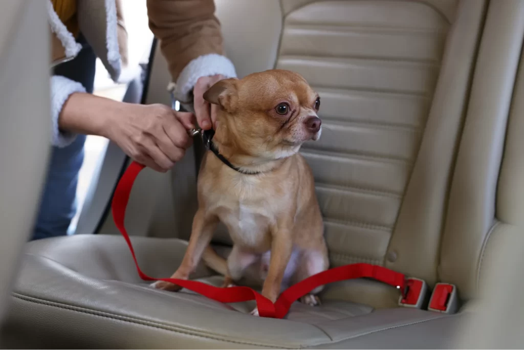 Dog Carrier for Car Back Seat