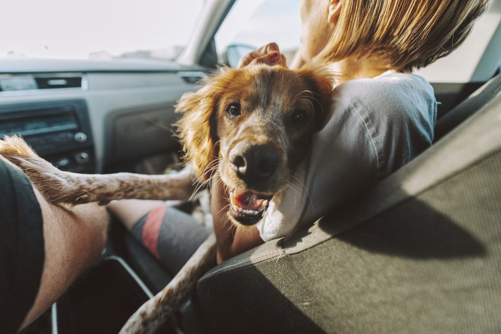 chihuahua car seat