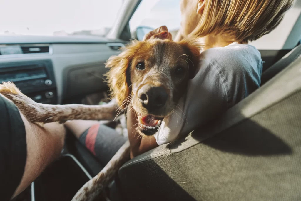 English Springer Spaniel seat cover