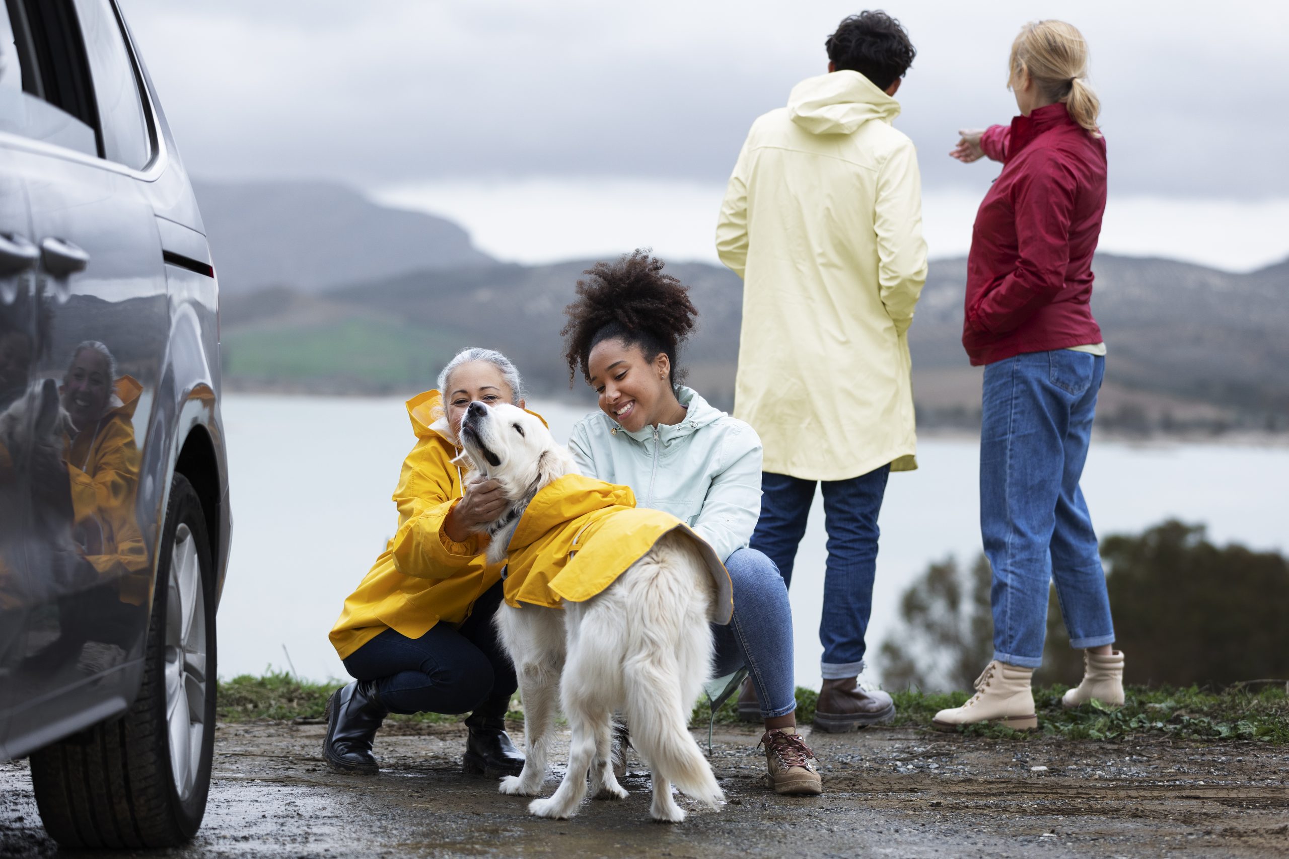 Rav4 Dog Seat Cover: Ultimate Guide to Travel