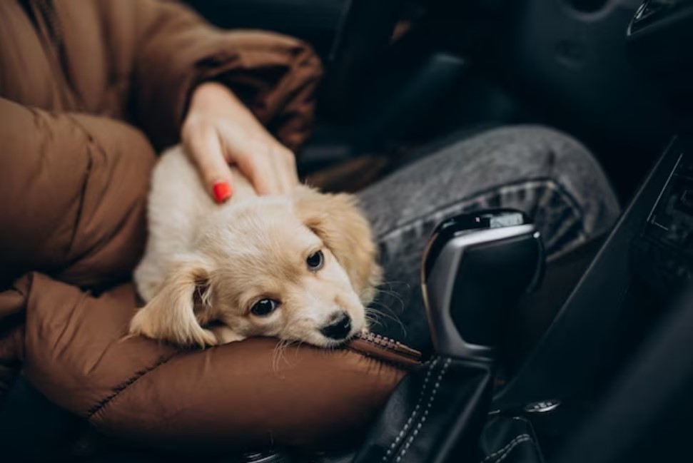 pet carpool seat