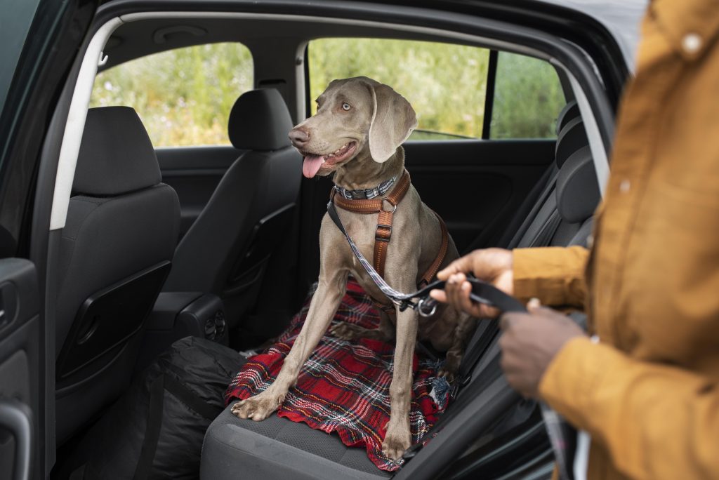 pet carpool seat