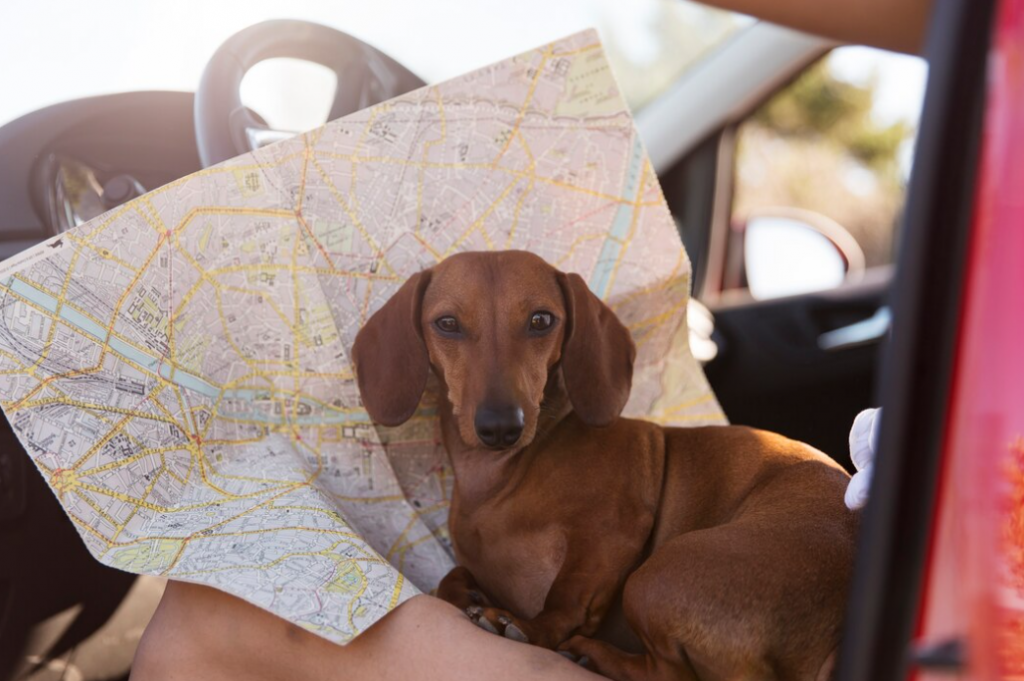 Pet Carpool Seat