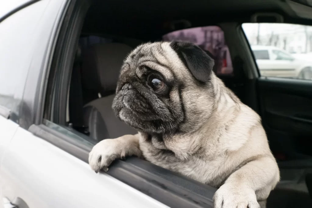 Chevrolet Equinox Dog Car Seat for Pugs