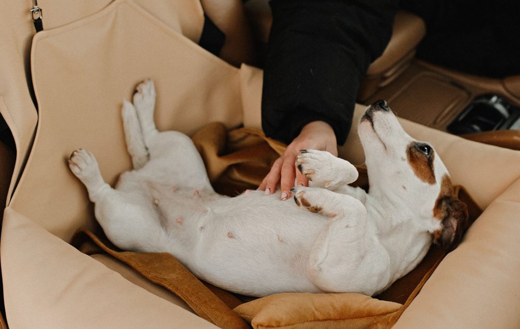 dog car seat for convertible