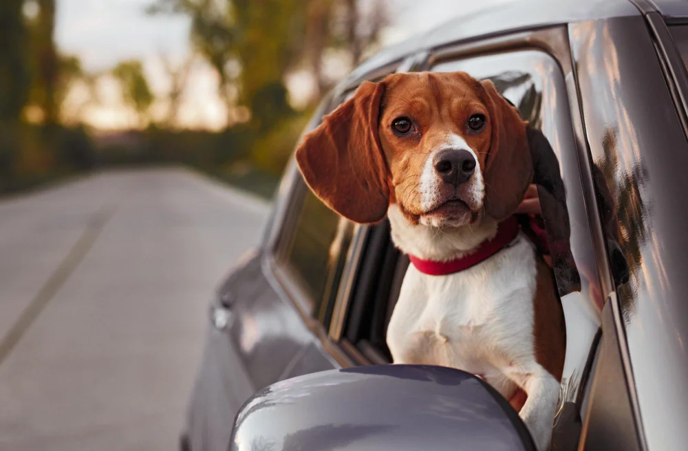 Toyota Highlander Dog Safety Belt for Beagles