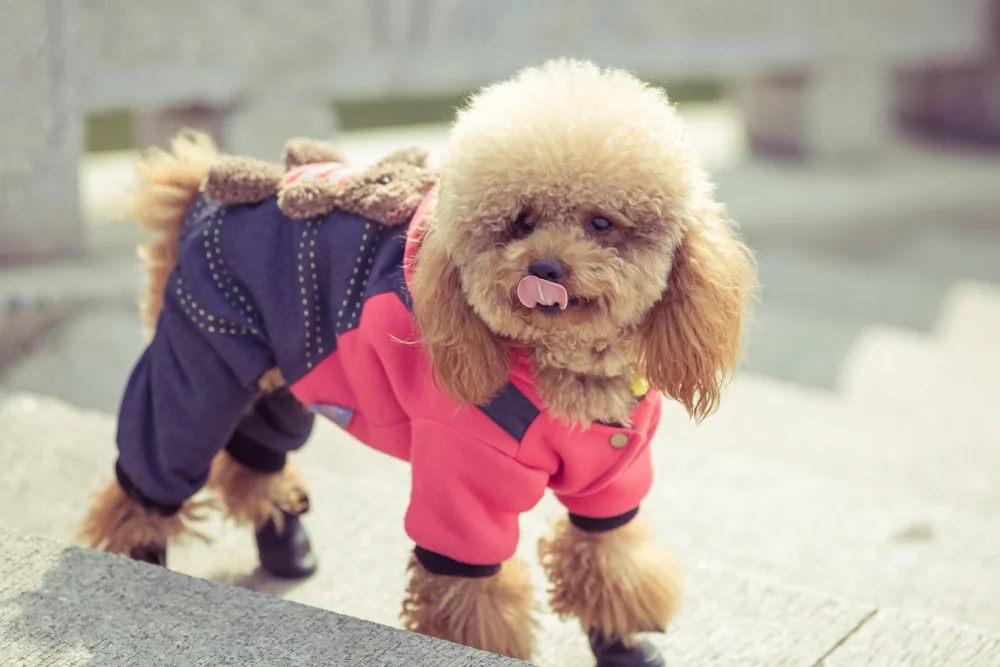 Dog Carrier Purse for Teacup Poodle